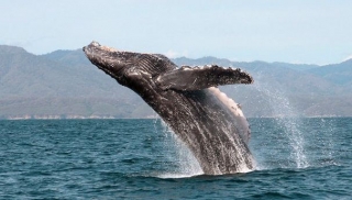 Salto de ballena jorobada